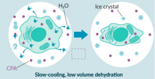 Slow Freezing Cell Diagram