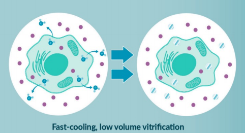Rapid Vitrification Cell Diagram